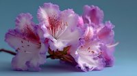 Pink rhododendron flowers with delicate petals and visible stamens blooming on branch against soft blue background for spring garden decoration.