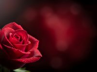 Red rose with water droplets on dark blurred background for romantic greeting cards, Valentine's Day designs, love themes and floral arrangements.