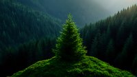 Majestic evergreen tree stands alone on grassy hill surrounded by dense forest valley with dramatic lighting and misty atmosphere for nature backgrounds.
