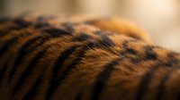 Close-up macro shot of orange and black striped tiger fur texture with soft focus background for wildlife and nature design projects.