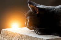 Gray domestic cat in profile basking in warm golden sunlight streaming through window, creating peaceful morning atmosphere for pet care and feline wellness content.