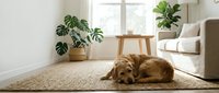 Golden retriever dog sleeping peacefully on woven rug in bright modern living room with houseplants and natural light streaming through windows.
