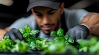 Young African American male farmer in protective gloves examining fresh basil microgreens in indoor garden. Focus on vibrant green leaves and careful inspection.