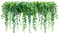 Cascading green leaves pattern on white background, watercolor style hanging plants with round foliage creates natural border design, isolated decorative element.