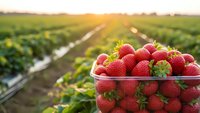 Fresh ripe strawberries in glass bowl at organic farm field during golden hour sunset. Agricultural harvest concept for healthy eating and farming.