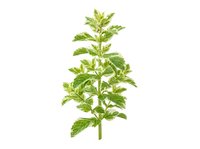 Isolated fresh mint plant with vibrant green leaves on transparent background, ready for culinary, wellness, and design applications including packaging and marketing materials.