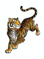 Striped tiger with raised tail walking forward, isolated on white background, ready for apparel design, logos, and clipart applications.