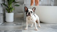 French bulldog sitting on marble bathroom floor near bathtub with woman legs in background. Modern spa interior with green plant for pet care advertising.