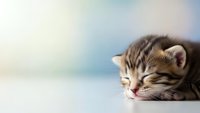 Adorable newborn tabby kitten sleeping peacefully with eyes closed on white surface against soft pastel background for pet care and animal content.