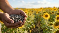 Male farmer holding sunflower seeds in palm with blooming sunflower field in background, agricultural harvest and crop production concept.