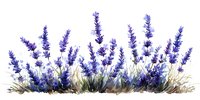 Isolated lavender flowers with dried grass stems on white background, ready for design projects, botanical illustrations, and decorative applications.
