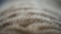 Close-up macro view of natural animal fur texture showing fine hair strands and follicles with soft focus background for organic design projects.