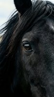 Close-up portrait of a dark horse's head showing detailed eye and flowing mane, suitable for equestrian, animal, and nature-themed projects.