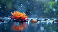 Orange water lily floating on reflective water surface during rain with falling droplets creating magical atmosphere and bokeh effect in blue tones.