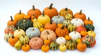 Assorted pumpkins and gourds in various sizes, colors and patterns arranged together on white background for autumn harvest, fall decoration and seasonal design projects.