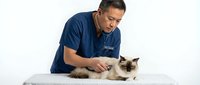 Middle-aged Caucasian male veterinarian in blue scrubs examining Siamese cat on white examination table in modern clinic for pet healthcare and wellness.