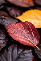 Vibrant red autumn leaf with water droplets in macro photography, surrounded by dark brown and yellow fallen leaves creating natural seasonal contrast.