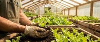 Farmer hands planting seedlings in greenhouse soil with rows of green lettuce growing in sustainable agriculture operation for organic food production.