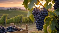 Ripe dark grape clusters hanging on vine with golden sunlight filtering through leaves, vineyard landscape in soft focus background at sunset, ready for harvest and winemaking production.