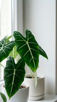 Lush green alocasia houseplant with large heart-shaped leaves in white ceramic pot on windowsill, natural light filtering through window for indoor gardening.