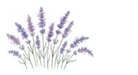Lavender flowers bunch with purple blooms and green stems isolated on white background for aromatherapy spa wellness design projects.