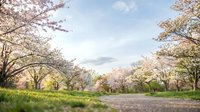 Cherry blossom trees in full bloom creating natural archway over park pathway with soft pink petals scattered on green grass during spring season.