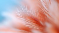 Delicate coral pink feather macro with soft blue background creates dreamy ethereal mood, showcasing gentle curves and intricate details for wellness and spa designs.