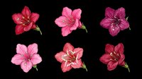Six colorful lily flowers in pink, red, and burgundy shades, isolated on transparent background. Great for stickers, t-shirt design, clipart, sublimation, and print on demand.