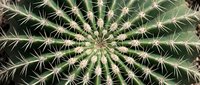 Close-up view of barrel cactus top showing radial spine pattern and geometric symmetry. Desert plant with sharp needles arranged in circular formation.