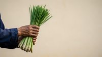 Hand holding fresh green onions bunch against neutral background, suitable for food, cooking, and culinary design projects.