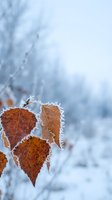 Frost-covered autumn leaves with ice crystals on branches in winter morning light with soft blurred background for seasonal nature concepts.