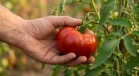 Farmer hand holding fresh ripe red tomato in garden during harvest season. Organic vegetable growing and sustainable agriculture concept for healthy eating.