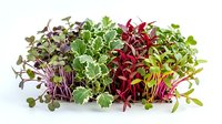 Microgreens and sprouts mix with purple, red, and green varieties isolated on white background, ready for culinary and design applications.