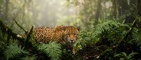 Majestic jaguar resting among lush green ferns in tropical rainforest with golden sunlight filtering through canopy creating magical atmosphere for wildlife photography.