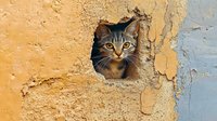 Curious tabby cat peering through hole in weathered yellow wall, showing bright alert eyes and striped fur pattern. Natural candid feline portrait in urban setting.