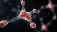 Microscopic view of nerve cells connected by synaptic networks in coral pink color against dark background with bokeh effect showing neural connectivity patterns.