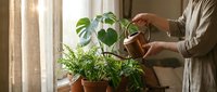Woman watering houseplants with copper watering can by sunny window. Indoor gardening, plant care routine, home botanical collection with monstera and ferns.