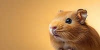 Adorable golden hamster close-up portrait on warm beige background showing curious expression and cute whiskers. Perfect for pet care and animal themes.