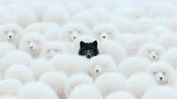 Black sheep stands out among flock of white sheep in minimalist composition. Concept for uniqueness, individuality and being different from crowd.