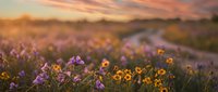 Wildflower meadow at golden hour with purple and yellow blooms creating natural carpet under warm sunset sky. Serene countryside landscape for nature backgrounds.