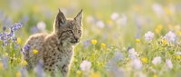 Young lynx kitten sitting in colorful wildflower meadow with soft bokeh background, wildlife photography concept for nature and animal themes.