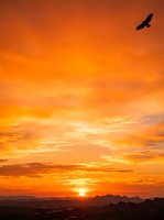 Silhouette of soaring bird gliding across dramatic golden sunset sky with vibrant orange and yellow clouds over distant mountains, conveying freedom and tranquility for nature and travel themes.