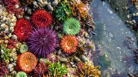 Colorful sea anemones and marine life in tidal pool with vibrant red, green, orange and purple creatures on rocky coastline for nature and ocean themes.