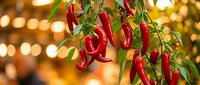 Fresh red chili peppers hanging on plant with warm bokeh lights background for culinary cooking spice harvest organic garden restaurant menu design.