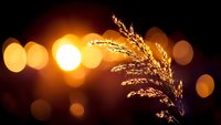 Golden wheat ears silhouetted against warm bokeh lights creating atmospheric harvest scene for agricultural and autumn themed designs.