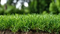 Fresh green grass growing from rich soil with natural bokeh background, close-up view showing lush lawn texture and ground level perspective for gardening and landscaping.