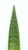 Single tall green succulent plant with pointed tip and white spotted pattern isolated on white background, ready for design use on merchandise, clipart, and botanical graphics.