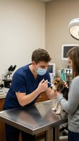 Male veterinarian in blue scrubs examining small beagle puppy with stethoscope while female pet owner watches in modern veterinary clinic examination room.