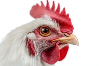 Close up portrait of white rooster head with bright red comb and wattles showing detailed feathers and amber eye against white background, isolated for design use.
