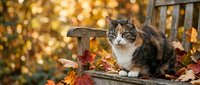 Tabby cat sitting on a rustic wooden bench surrounded by colorful autumn leaves, with a warm golden bokeh garden background.